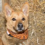 https://tsv-muldental.de/wp-content/uploads/2015/05/2016-feen-lucky-11.jpg