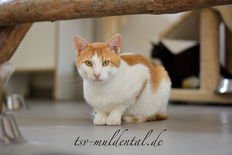 foxi_04