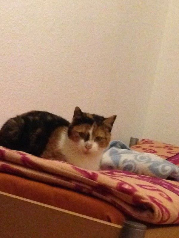 inge2