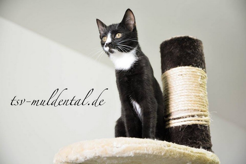 katerchen_57-15_01