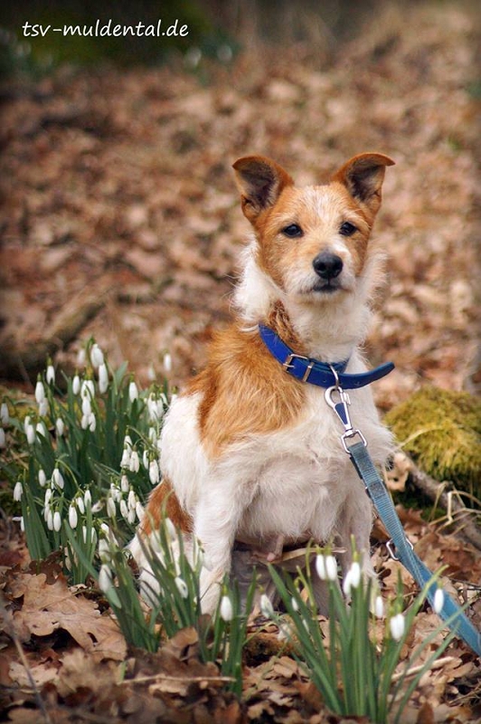 daisy_05