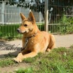 https://tsv-muldental.de/wp-content/uploads/2016/04/k-lucky_05-0c3.jpg