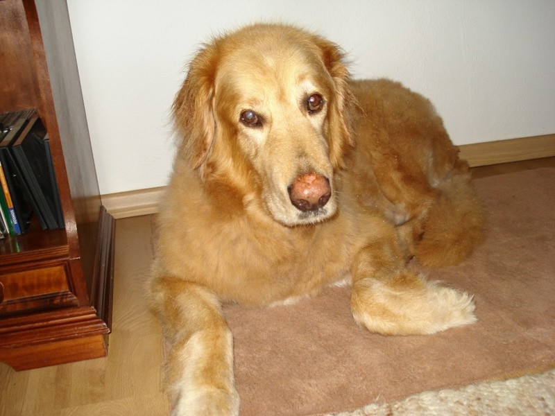 pacco_02