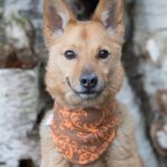 https://tsv-muldental.de/wp-content/uploads/2017/07/lucky-eb7.jpg