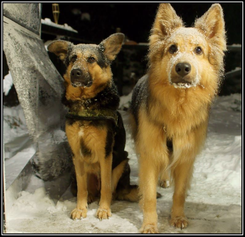 06-09-fjalar-62-10-trixie-7e4