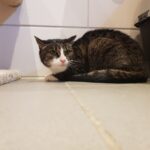 https://tsv-muldental.de/wp-content/uploads/2023/01/317816562_5646254808807189_2561403913768473127_n.jpg