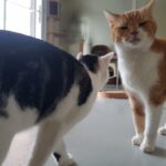 https://tsv-muldental.de/wp-content/uploads/2024/01/397671775_6756202964479029_6644984301114427511_n.jpg