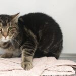 https://tsv-muldental.de/wp-content/uploads/2024/01/409929571_6879566285476029_1434048224962606372_n.jpg