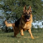 https://tsv-muldental.de/wp-content/uploads/2024/06/k-Alf-34.jpg