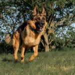 https://tsv-muldental.de/wp-content/uploads/2024/06/k-Alf-36.jpg