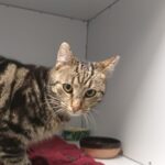 https://tsv-muldental.de/wp-content/uploads/2025/05/430288465_7202243813208273_5254340359465836049_n.jpg