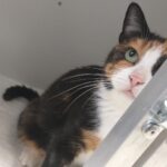 https://tsv-muldental.de/wp-content/uploads/2025/05/430333374_7204253183007336_4102054057178359459_n.jpg