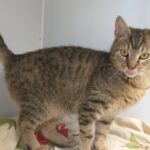 https://tsv-muldental.de/wp-content/uploads/2025/05/435350554_7354709027961750_3153077951438415186_n.jpg