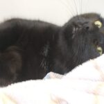 https://tsv-muldental.de/wp-content/uploads/2025/05/439082471_7371658676266785_673133318853231441_n.jpg