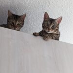 https://tsv-muldental.de/wp-content/uploads/2025/05/441543044_7537798289652822_8987071276711806258_n.jpg
