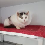 https://tsv-muldental.de/wp-content/uploads/2025/05/442469515_7805848616181120_4375246038692944509_n.jpg
