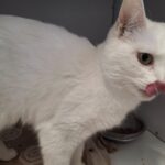 https://tsv-muldental.de/wp-content/uploads/2025/05/480210544_9136703643095604_8727999742073581875_n.jpg