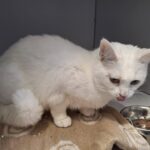 https://tsv-muldental.de/wp-content/uploads/2025/05/480356320_9136701376429164_6318680928997399995_n.jpg
