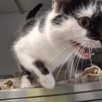 https://tsv-muldental.de/wp-content/uploads/2025/05/486546211_9341440692621897_3923008296799901286_n.jpg