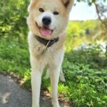 https://tsv-muldental.de/wp-content/uploads/2025/06/Hachi.jpg
