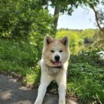 https://tsv-muldental.de/wp-content/uploads/2025/06/Hachi1.jpg