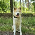 https://tsv-muldental.de/wp-content/uploads/2025/06/Hachi2.jpg