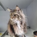 https://tsv-muldental.de/wp-content/uploads/2025/07/515499218_10066128266819799_6536443668893215724_n.jpg
