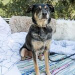 https://tsv-muldental.de/wp-content/uploads/2025/07/k-Benji-14.jpg