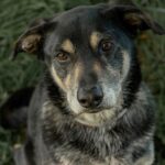 https://tsv-muldental.de/wp-content/uploads/2025/07/k-Benji-20.jpg