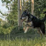 https://tsv-muldental.de/wp-content/uploads/2025/07/k-Benji-25.jpg