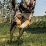 https://tsv-muldental.de/wp-content/uploads/2025/07/k-Benji-26.jpg