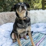 https://tsv-muldental.de/wp-content/uploads/2025/07/k-Benji-9.jpg