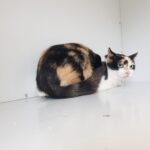 https://tsv-muldental.de/wp-content/uploads/2025/08/453409993_7896200893812558_2316387442725672367_n.jpg