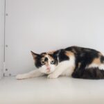 https://tsv-muldental.de/wp-content/uploads/2025/08/453506145_7896201253812522_7975066515928423593_n.jpg
