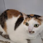 https://tsv-muldental.de/wp-content/uploads/2025/08/520120233_23938161825856542_6568600265135659608_n.jpg