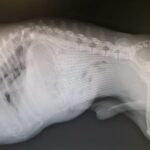 https://tsv-muldental.de/wp-content/uploads/2025/09/1000167497.jpg