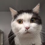 https://tsv-muldental.de/wp-content/uploads/2025/09/541529615_24339353939070660_8871819578678689785_n.jpg