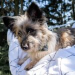 https://tsv-muldental.de/wp-content/uploads/2025/09/k-Bella-13.jpg