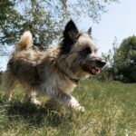 https://tsv-muldental.de/wp-content/uploads/2025/09/k-Bella-17.jpg
