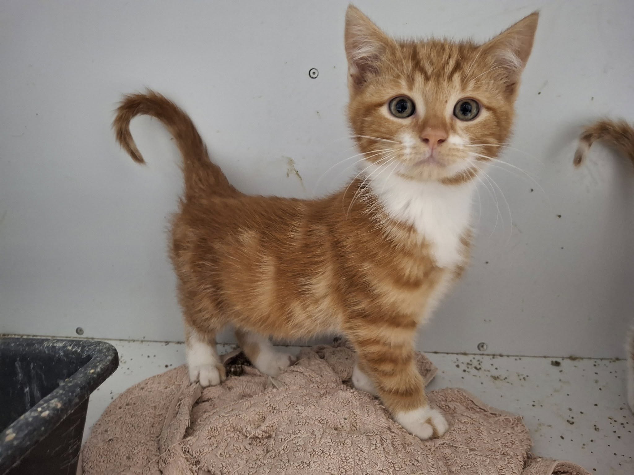 Susi-Quartett – Wurf 130-133/25