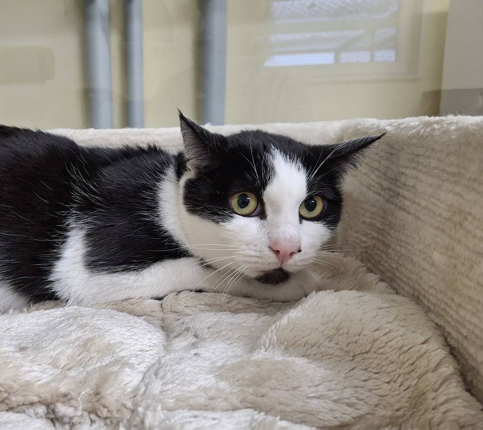 Zoi – zarte Katzendame sucht zuverlässigen Lieferservice