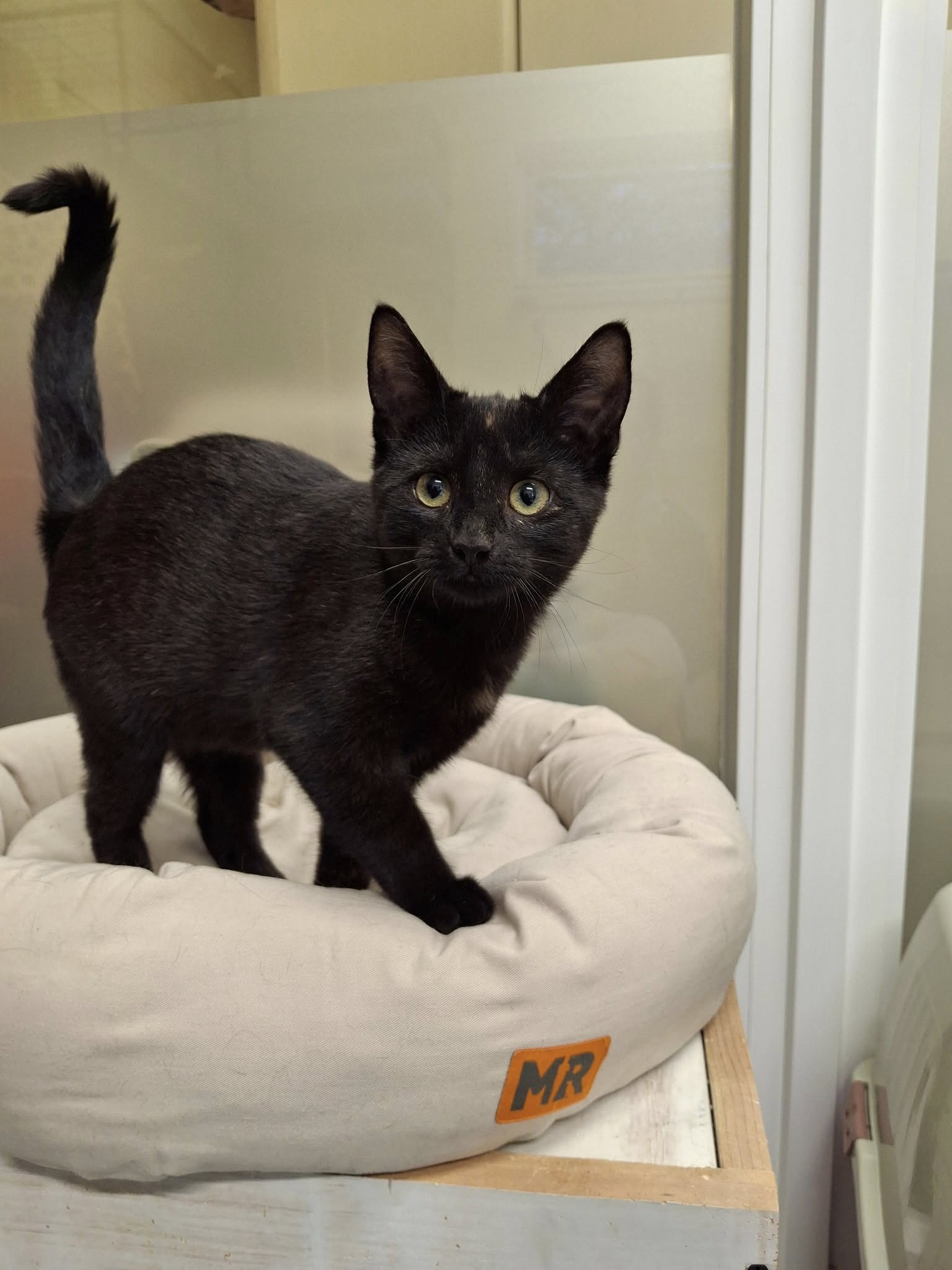 Pantolette – Zaubermaus auf schmucken Pfötchen