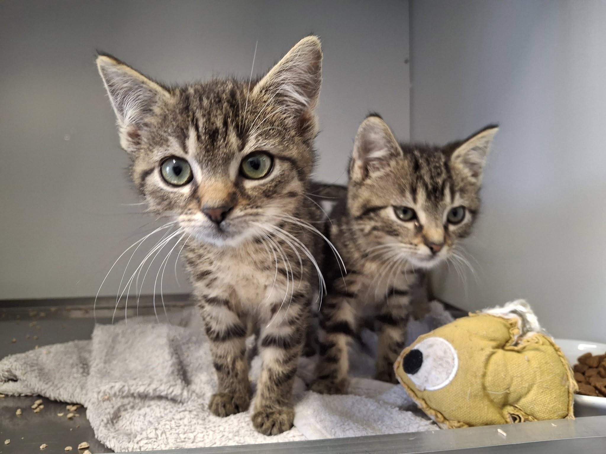 Plüschis 101 und 102