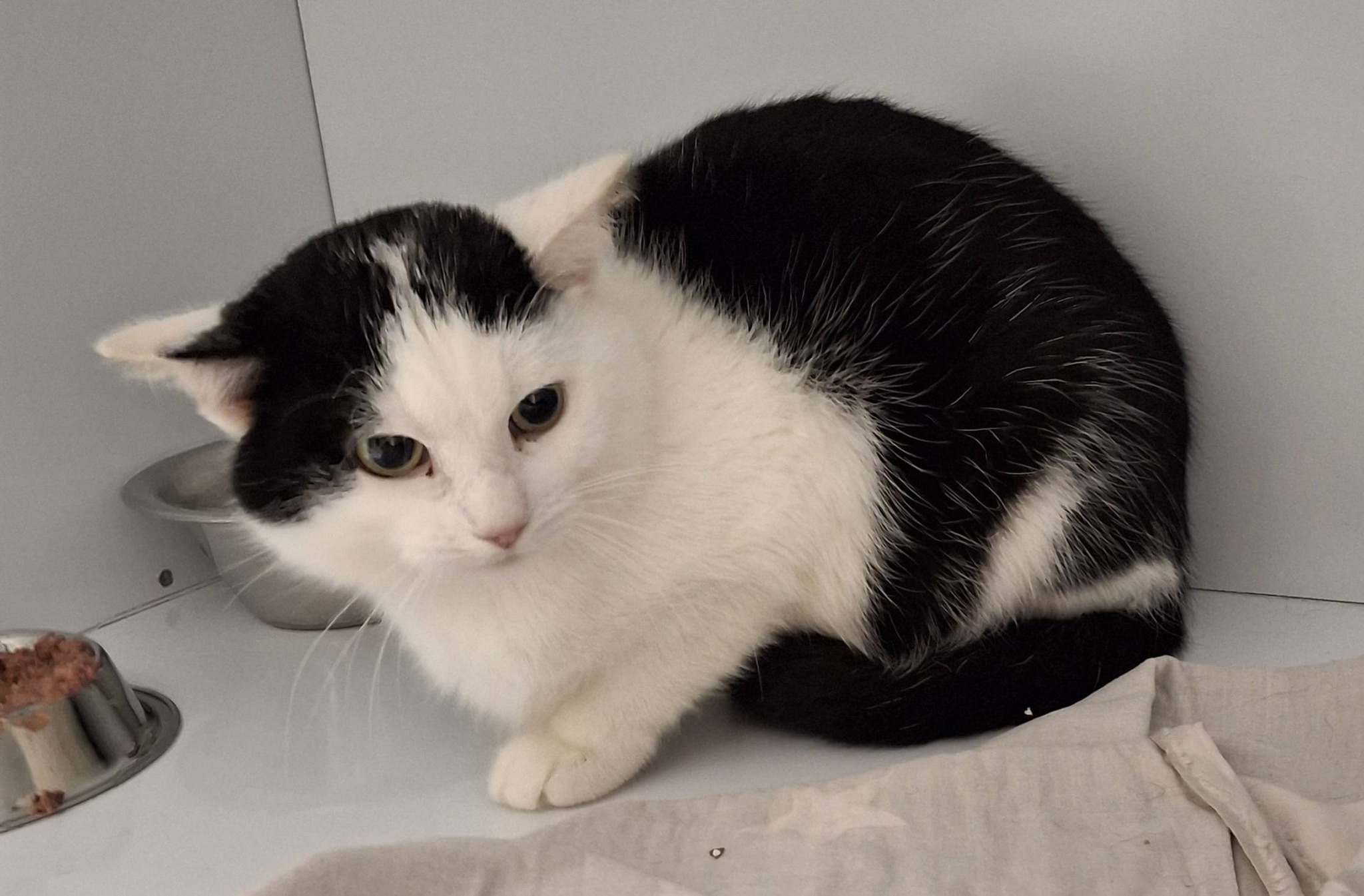 Werner – Kuschelhöhle erwünscht