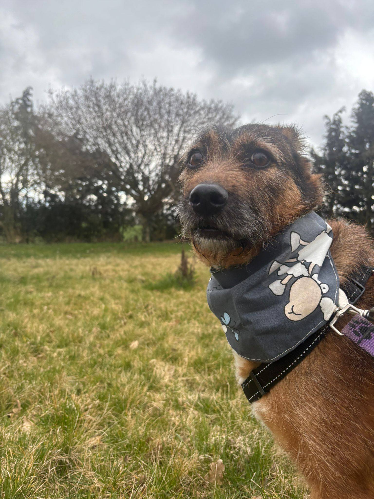 Barbecue – bärtige Prinzessin mit vorsichtigem Charakter