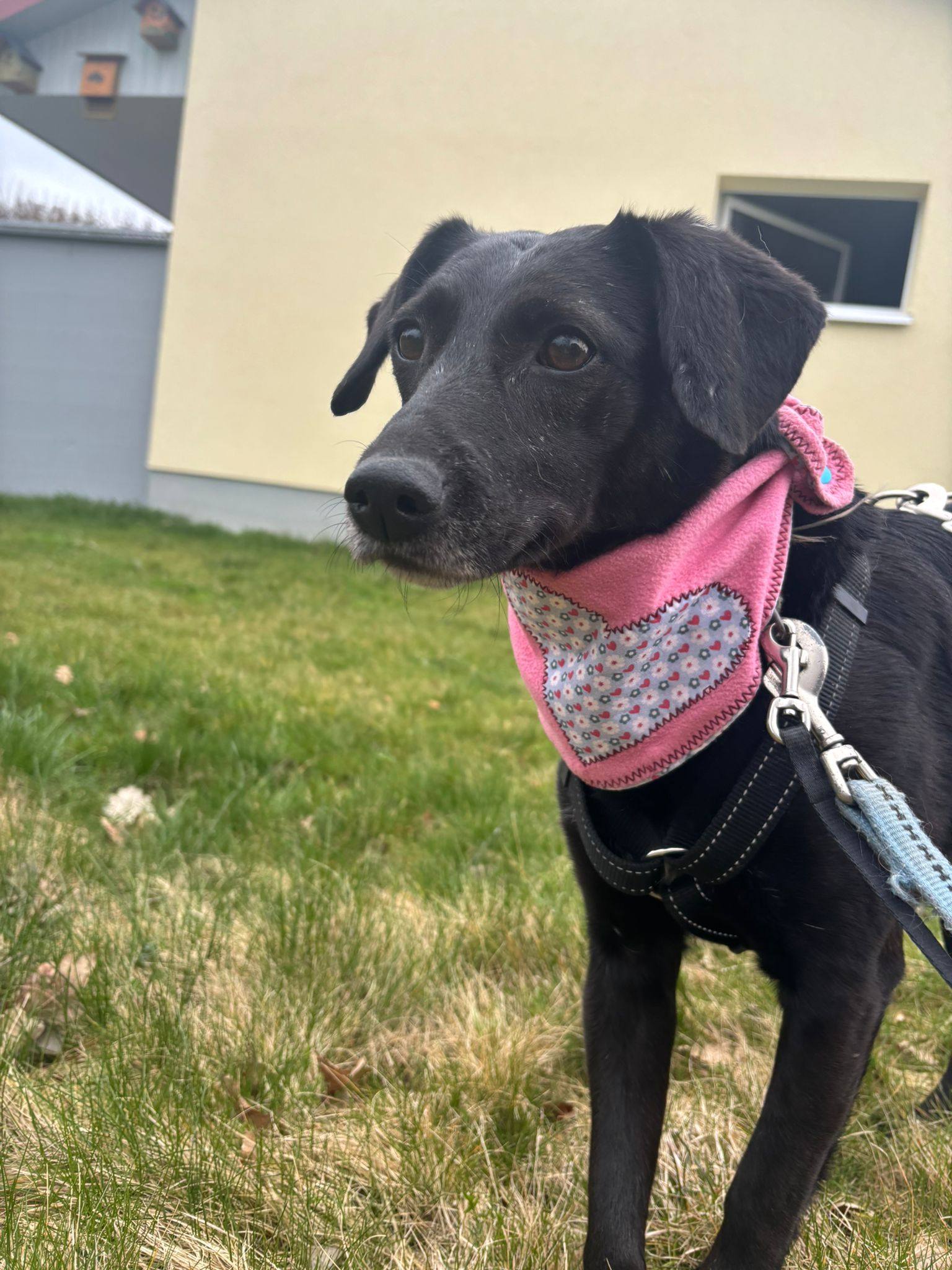 Delany-Barda – sanft und anschmiegsam