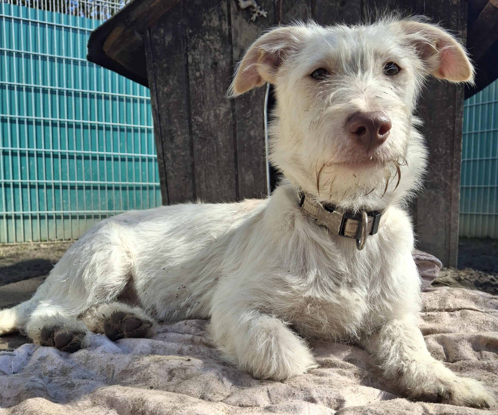 Blini – Fellball sucht Nachhilfelehrer