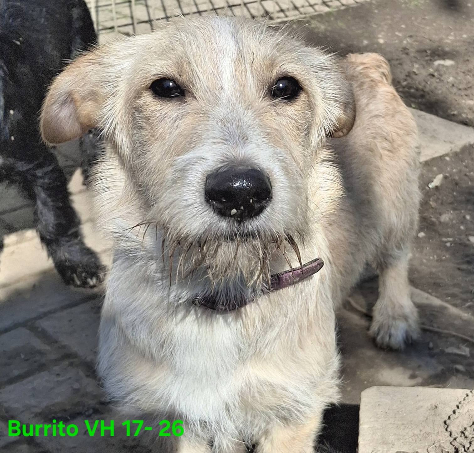 Burrito – Fusselrolle mit Inhalt