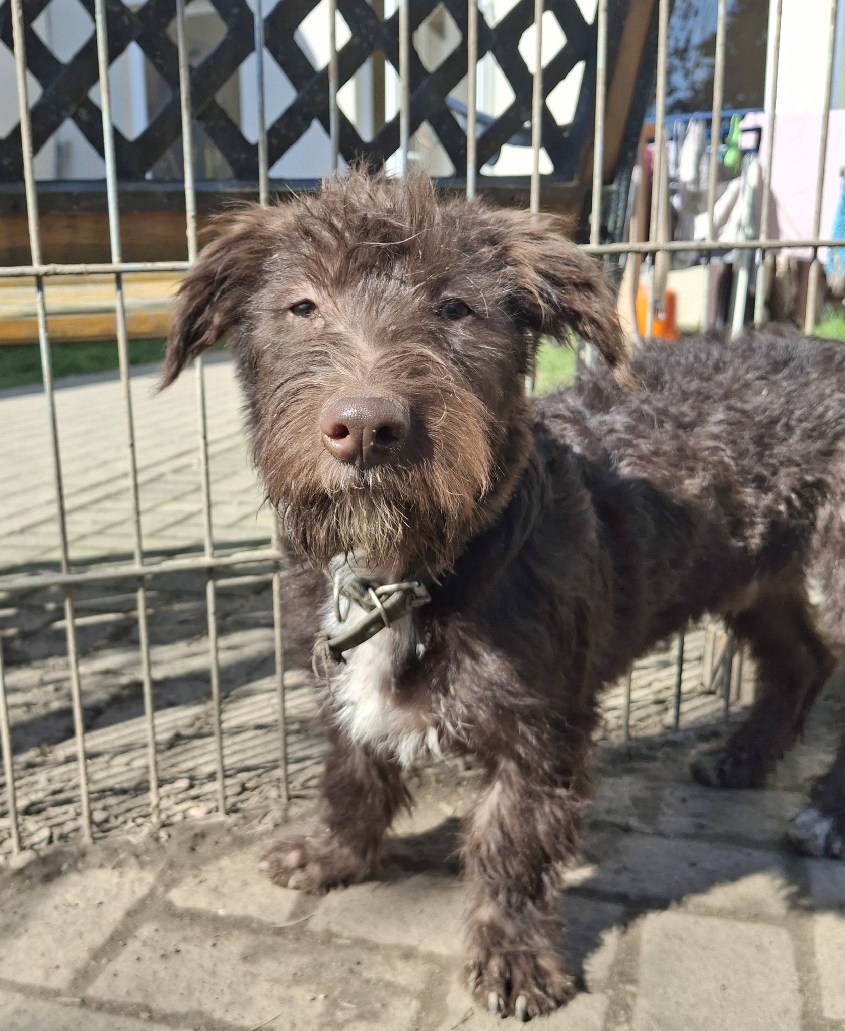 Barbarossa – kleiner Krieger sucht Friedenstaube