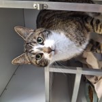 https://tsv-muldental.de/wp-content/uploads/2026/07/1000384879-1.jpg
